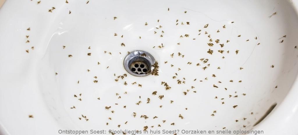 Rioolvliegjes in huis Soest? Oorzaken en snelle oplossingen